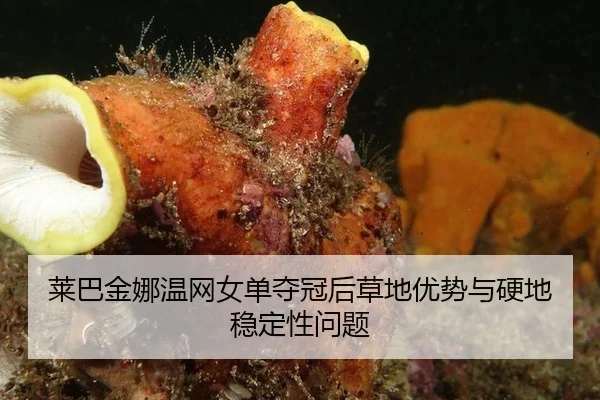 lai-ba-jin-na-wen-wang-nv-dan-duo-guan-hou-cao-di-you-shi-yu-ying-di-wen-ding-xing-wen-ti-2-350.jpg